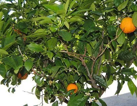 Giorgio Colutta * Manzano