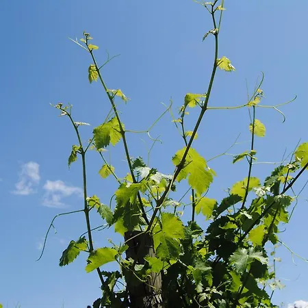 Farmház Giorgio Colutta Manzano