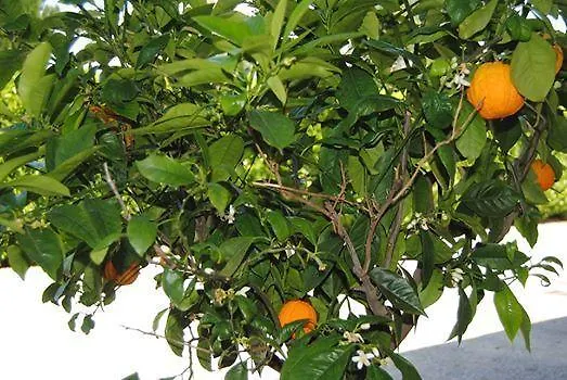 Giorgio Colutta * Manzano